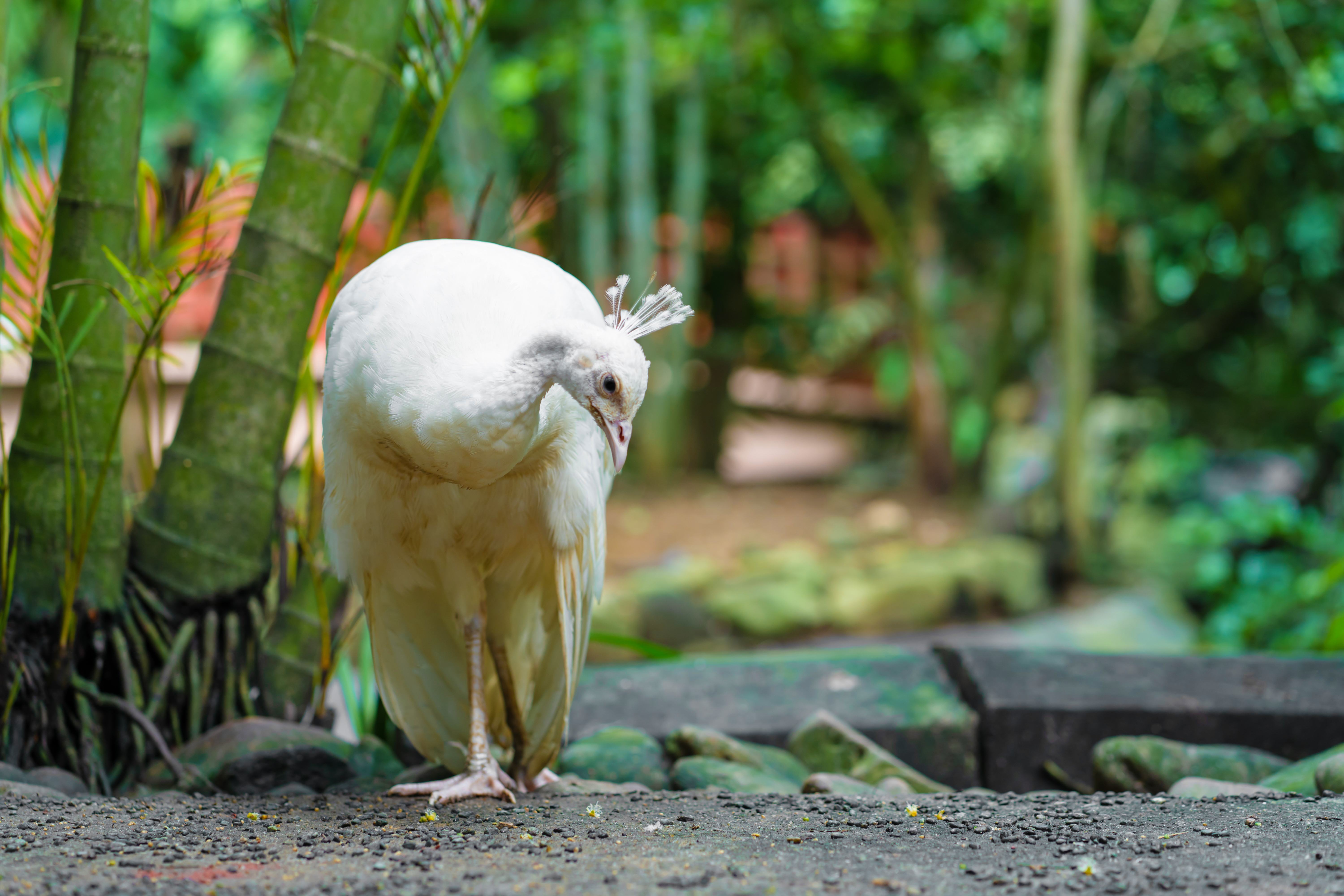 paw albinos